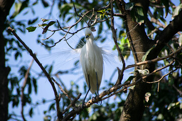 Great egret perches on a tree branch on the banks of the Brahmaputra River in Assam.