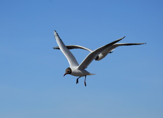 The flight of two seagulls in the blue sky