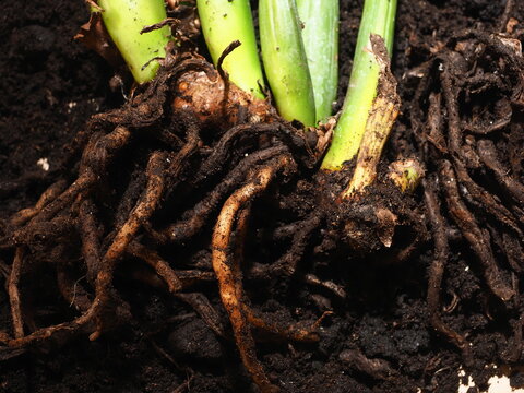 plant transplant Zamioculcas rotting roots