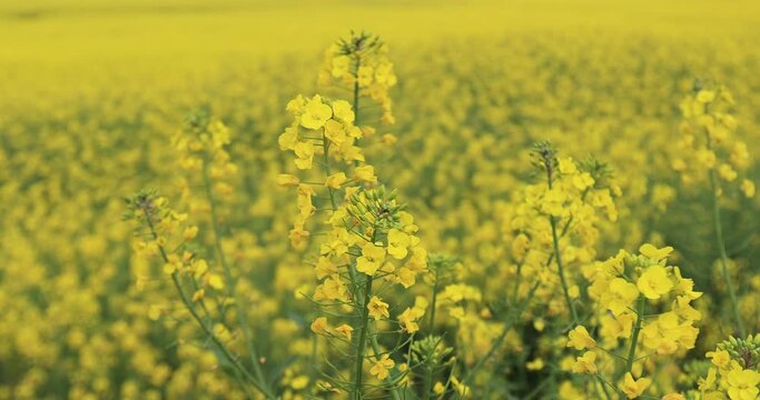 Aerial footage of yellow cole flowers flowering at countryside, Yunnan province,China