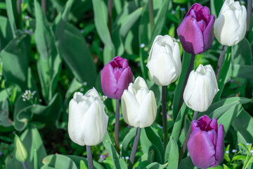 White and purple tulips blossom in city close-up. Bulbous ornamental plant plants of liliaceae family grow on flowerbed. Floral petals bloom on foliage background. Flower carpet from buds tulips.