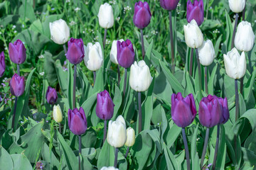 White and purple tulips blossom in city. Bulbous ornamental plant plants of liliaceae family grow on flowerbed. Floral petals bloom on foliage background. Flower carpet from buds tulips. Horticulture.