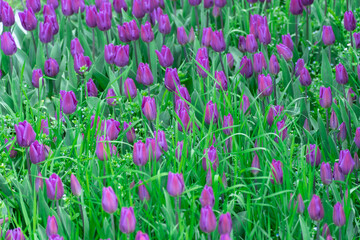 Purple tulips blossom in city. Bulbous ornamental plant plants of liliaceae family grow on flowerbed. Floral petals bloom on foliage background. Flower carpet from buds tulips. Ornamental garden.