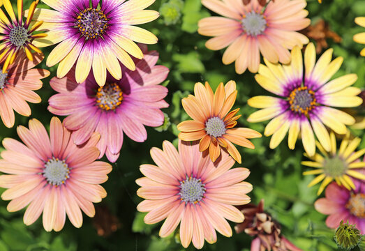 Colorful African daisy