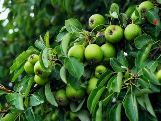 Dojrzewające piękne owoce Gruszy polnej (Pyrus pyraster) często zwanej dziką gruszą