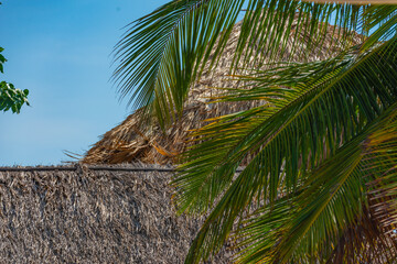coconut palm tree and hut by thge beach