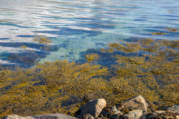 Seaweed in a shallow shore, a Norwegian fjord