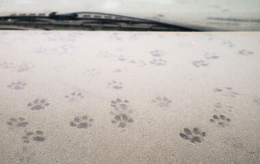 Fototapeta na wymiar Uncountable cat's footprints on dust covered car bonnet