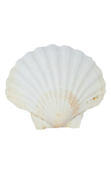 Seashell Isolated On Trasparent Background