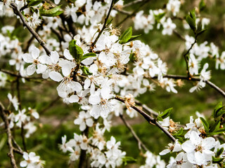 Close up of white flowers of wild apple tree.