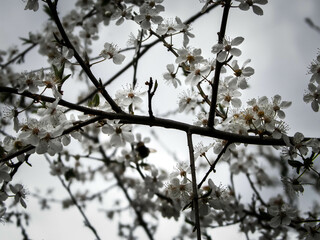 Close up of white flowers of wild apple tree.