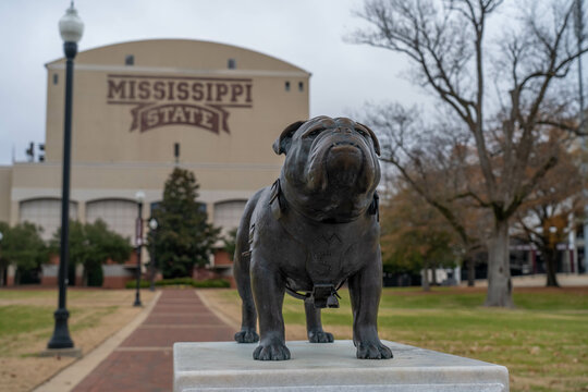 Starkville, MS - December 2020: A statue of the school's mascot "Bully" sits at the Junction outside of Davis-Wade Stadium on the campus of Mississippi State University.