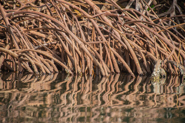 reeds in the water with reflection tree bark and moss tree in water in the mellows