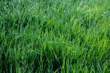 Green grass in natural sunlight. Fresh green blades of grass in the morning dew