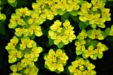 blume natur pflanze garden sommer