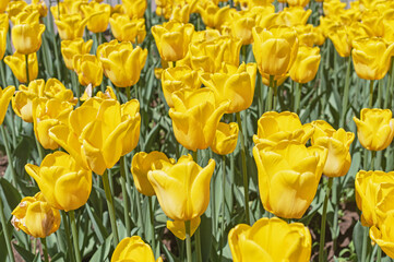 Spring background with beautiful yellow tulips