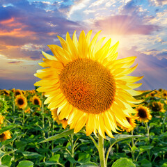 Close-up of a ripe sunflower against the evening sky and sunflower field at sunset. Ukraine