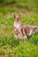 Male squirrel 