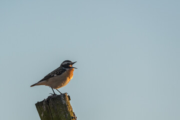 Braunkehlchen 