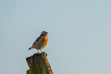 Braunkehlchen 