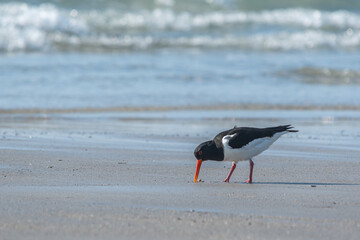 Austernfischer auf Nahrungssuche