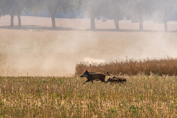 Wildschweinjagd, Erntejagd, schwarzwild, wildschwein, wildscheinjagd, jagd, bache mit frischlingen,...