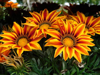 Orange African daisy, or Gazania rigens flowers in a plant fair