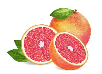 Hand-drawn illustration of grapefruit. Digitally colored.