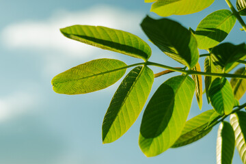 green leaves against blue sky