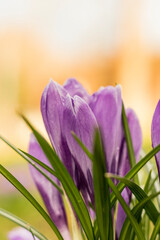 Fototapeta na wymiar Wiosenne kwiaty ogrodowe - Krokusy