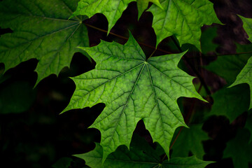 green maple leaves in the dark