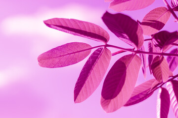 pink tree leaves background