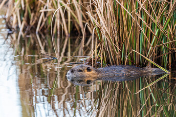 Schwimmender Nutria im Graben