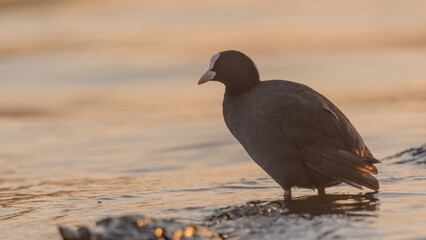 Bläßhuhn am Morgen