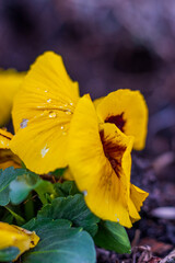 Wiosenne kwiaty ogrodowe - Bratek w kroplach deszczu