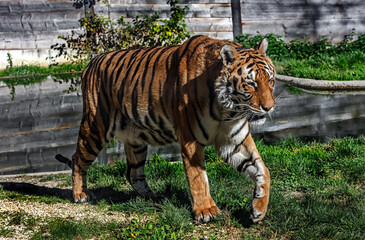 Obraz premium Bengal tiger walking in its enclosure. Latin name - Panthera tigris tigris