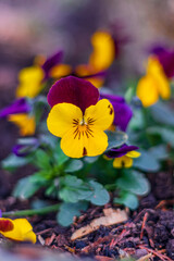 Wiosenne kwiaty ogrodowe - żółto fioletowy Bratek