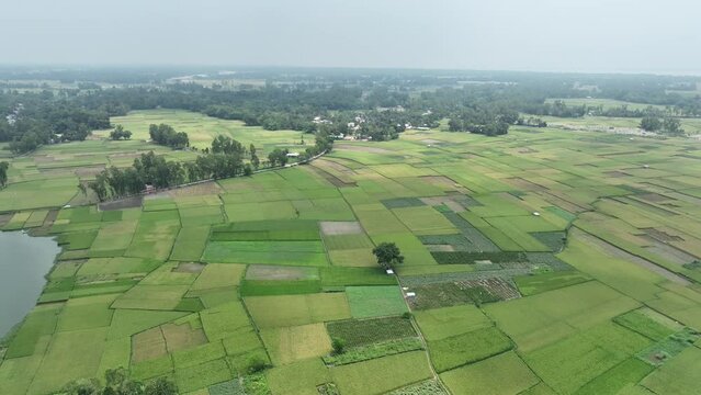 Aerial view from a green field with trees and a village, bogura, bangladesh