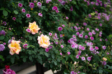 pink and yellow tulips