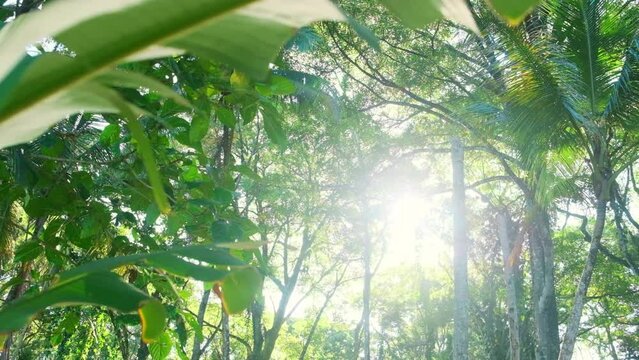 slowmo closeup of big green jungle leaves with blurry background against the sun in the forest