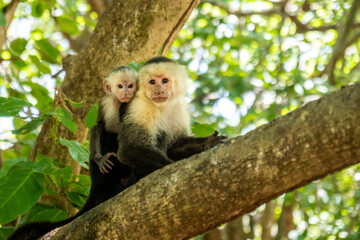 Mother white faced monkey with baby in tree