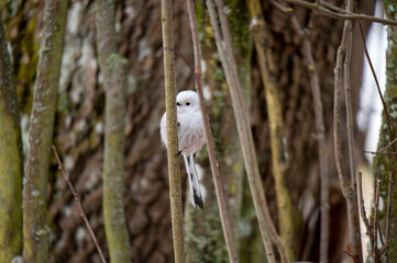 Long-tailed tit