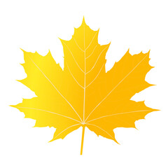 Obraz premium Autumn maple leaves PNG. on isolated transparent background. Abstract wallpaper design with maple leaves, line art.