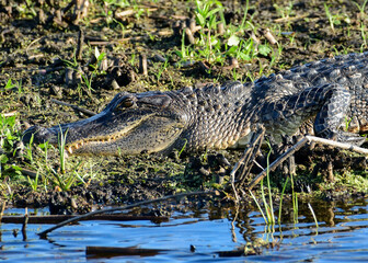 Alligator in Anahuac National Wildlife Refuge, Texas