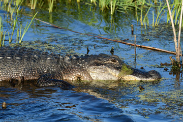 alligator in the swamp