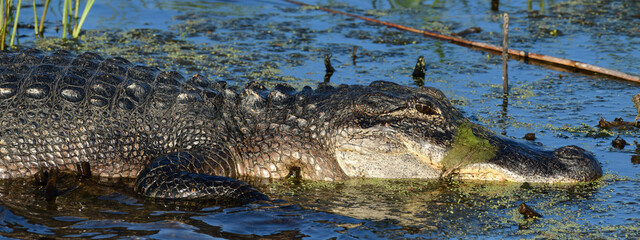 American Alligator at Anahuac National Wildlife Refuge, Texas