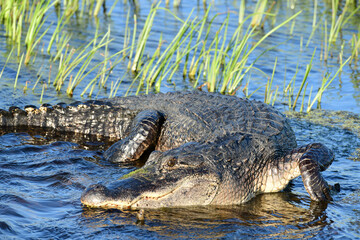 American Alligator at Anahuac National Wildlife Refuge, Texas