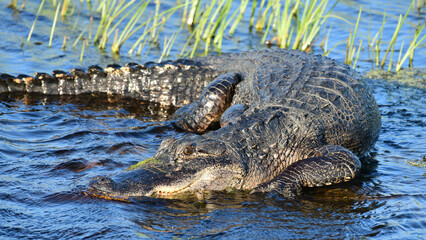 alligator in the water