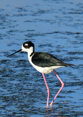 Black-necked Stilt in Anahuac National Wildlife Refuge