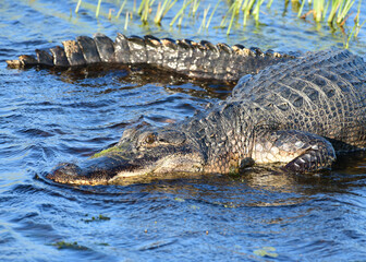 Alligator in Anahuac National Wildlife Refuge, Texas